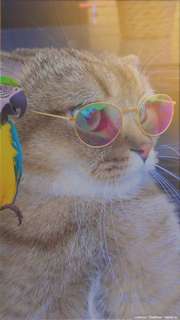 Мой кот — Болталка и разговоры обо всем: жизнь