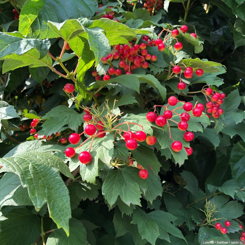 Запах осени — Болталка и разговоры обо всем: жизнь (фото 5)