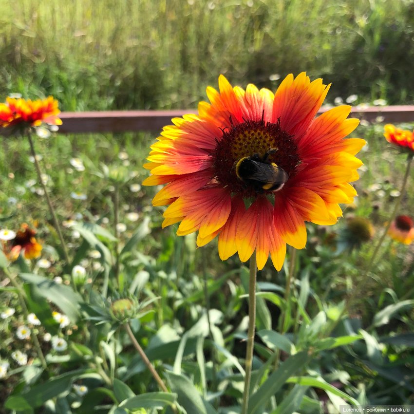 Запах осени — Болталка и разговоры обо всем: жизнь