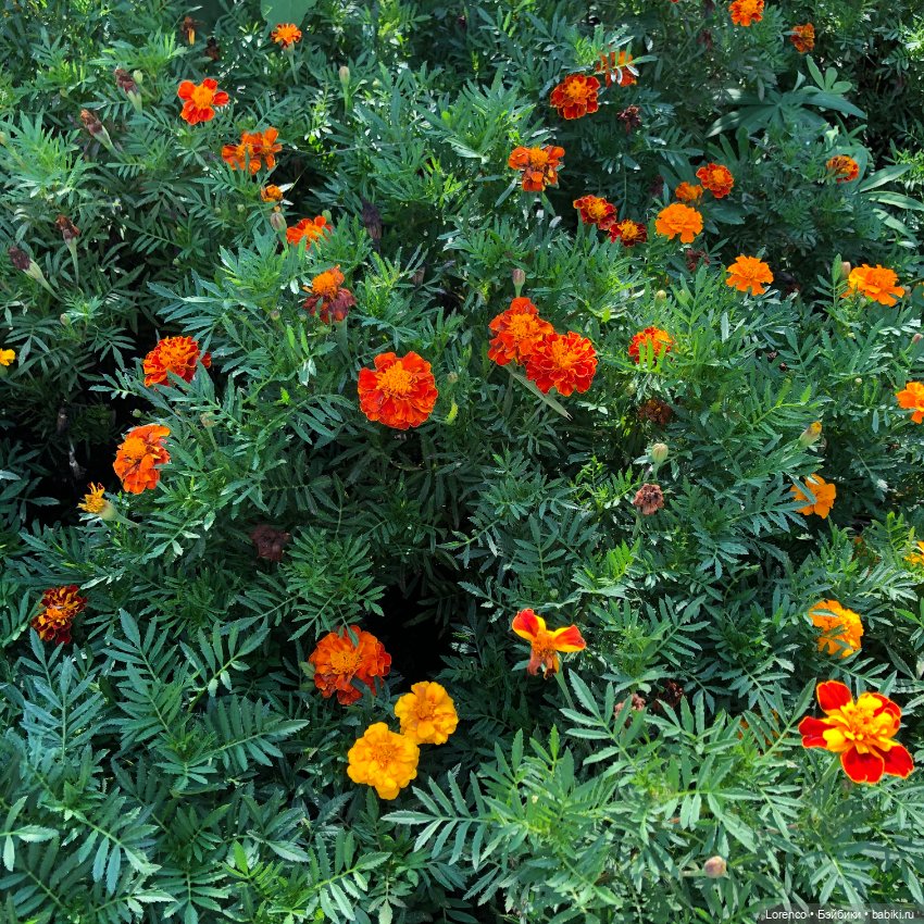 Запах осени — Болталка и разговоры обо всем: жизнь