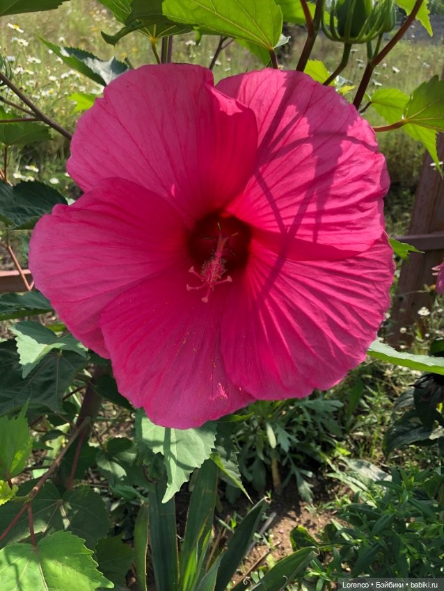 Запах осени — Болталка и разговоры обо всем: жизнь (фото 7)