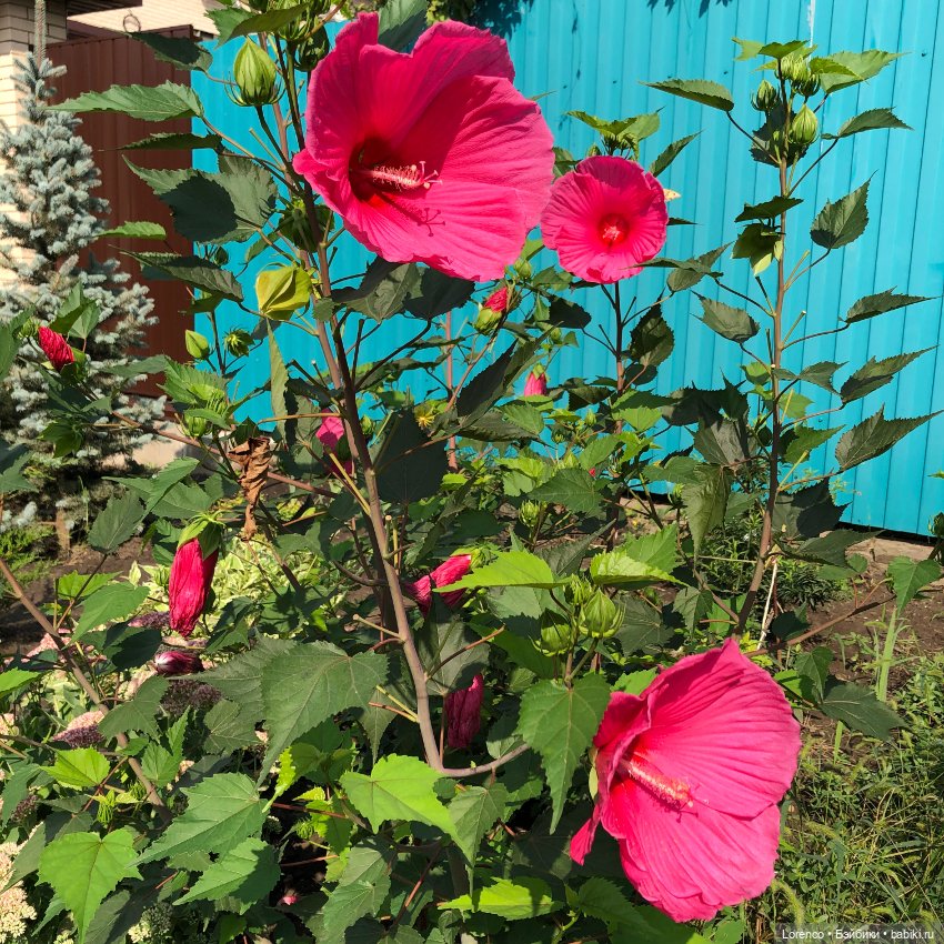 Запах осени — Болталка и разговоры обо всем: жизнь