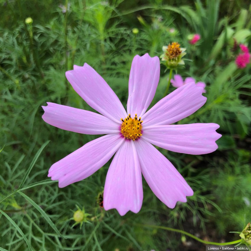 Запах осени — Болталка и разговоры обо всем: жизнь