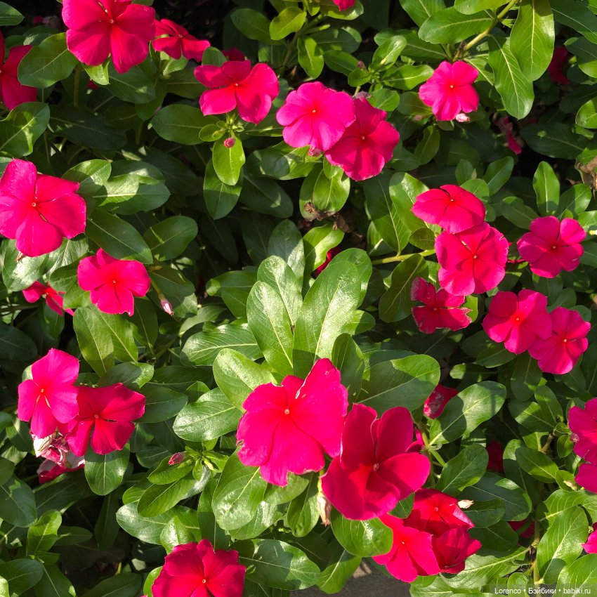 Запах осени — Болталка и разговоры обо всем: жизнь