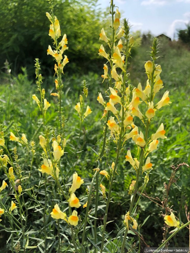 Запах осени — Болталка и разговоры обо всем: жизнь (фото 6)