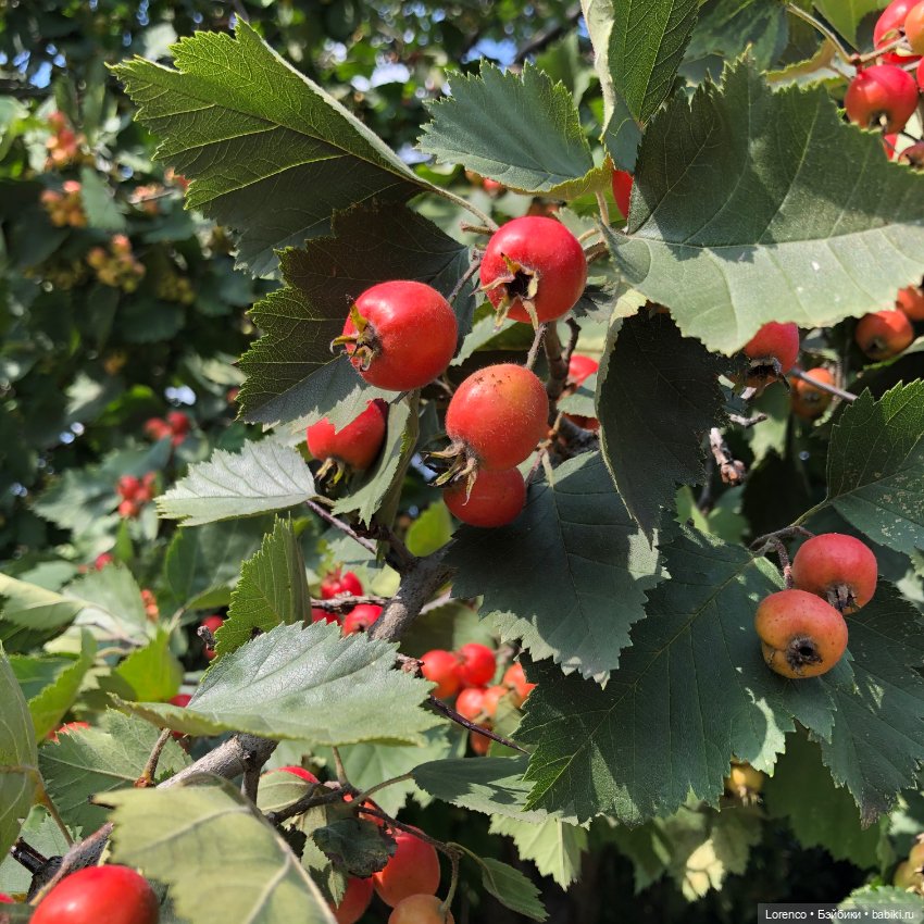 Запах осени — Болталка и разговоры обо всем: жизнь