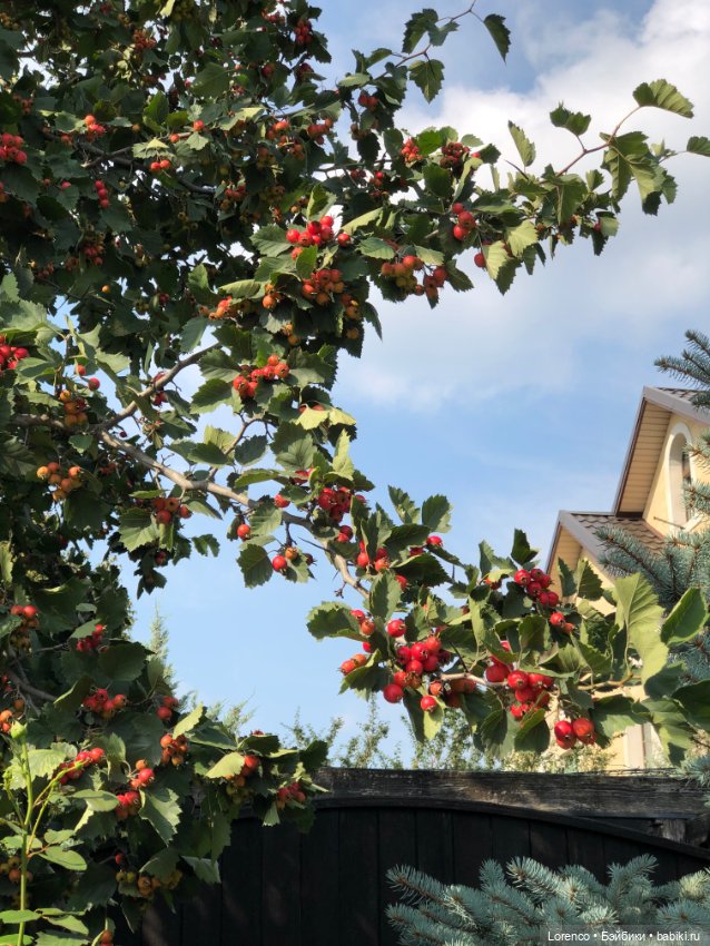 Запах осени — Болталка и разговоры обо всем: жизнь