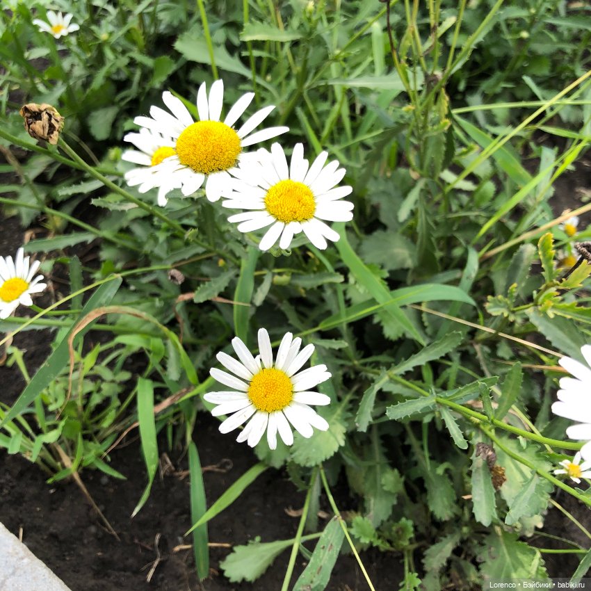 Запах осени — Болталка и разговоры обо всем: жизнь (фото 3)