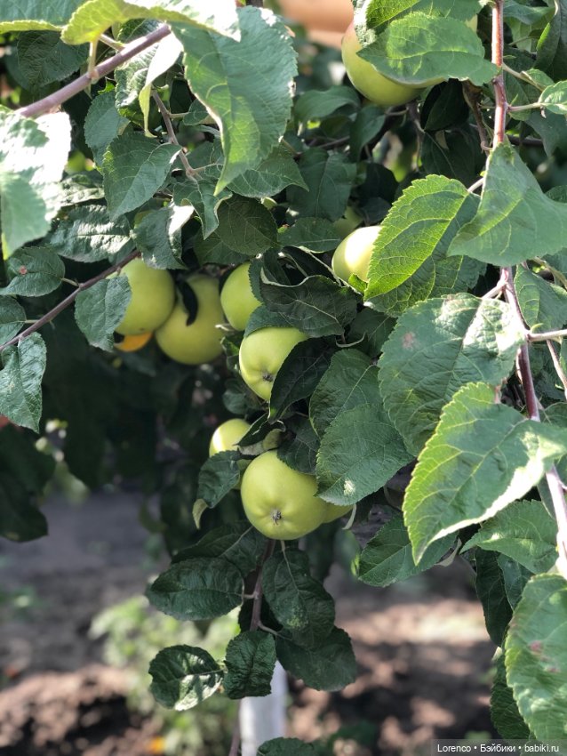 Запах осени — Болталка и разговоры обо всем: жизнь