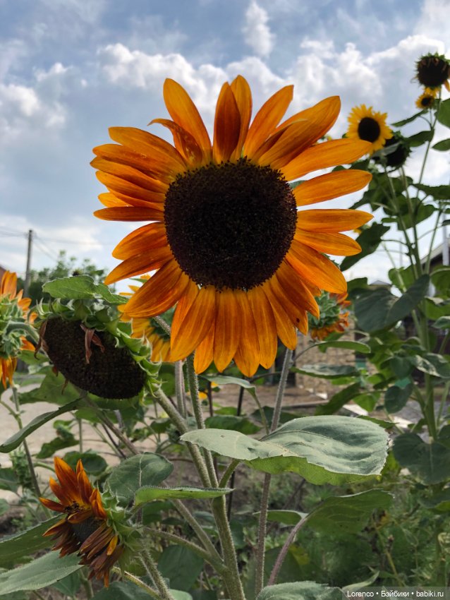 Запах осени — Болталка и разговоры обо всем: жизнь (фото 2)