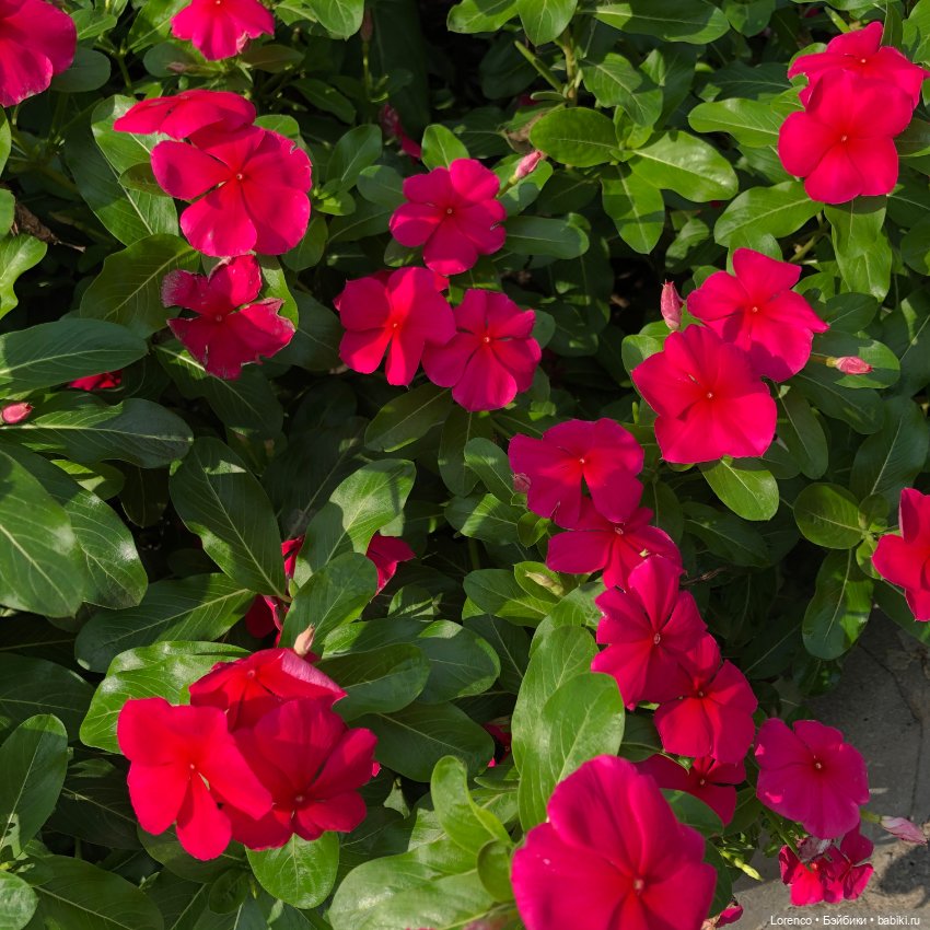 Запах осени — Болталка и разговоры обо всем: жизнь