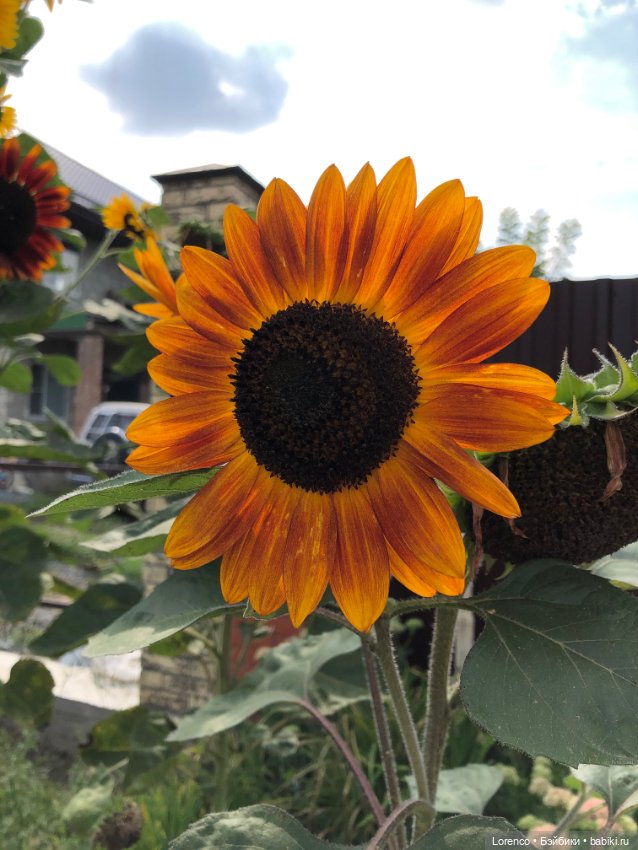 Запах осени — Болталка и разговоры обо всем: жизнь