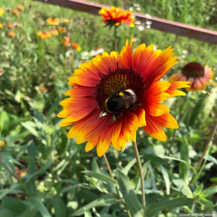 Запах осени — Болталка и разговоры обо всем: жизнь (фото 10)