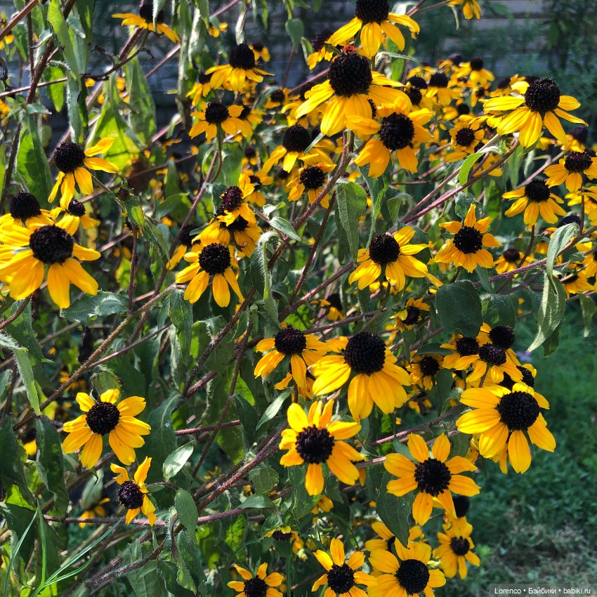 Запах осени — Болталка и разговоры обо всем: жизнь