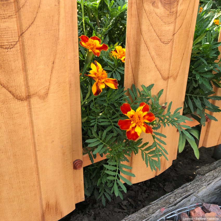 Запах осени — Болталка и разговоры обо всем: жизнь