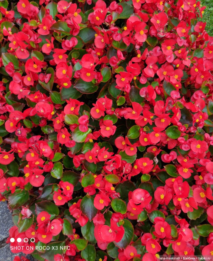 Прогулка по Вернисажу, в Сергиевом Посаде