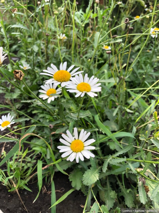 Запах осени — Болталка и разговоры обо всем: жизнь (фото 4)