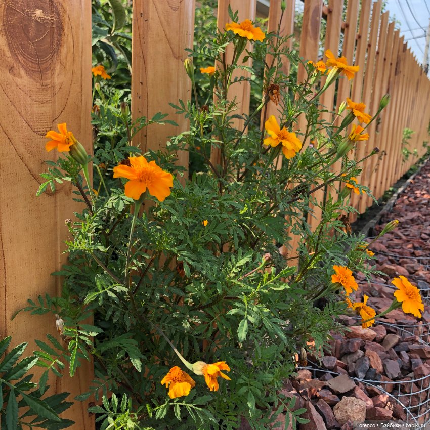 Запах осени — Болталка и разговоры обо всем: жизнь