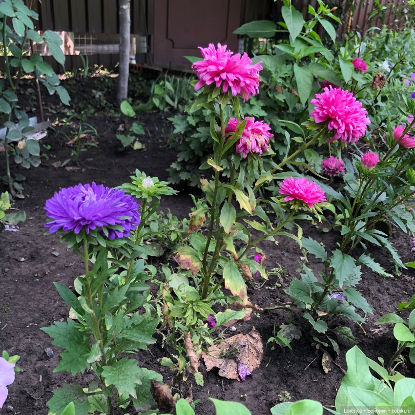 Запах осени — Болталка и разговоры обо всем: жизнь (фото 8)