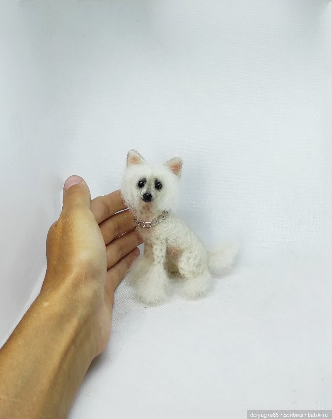 Китайская хохлатая собачка (фото 4)