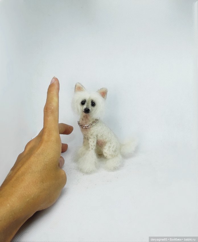 Китайская хохлатая собачка (фото 3)