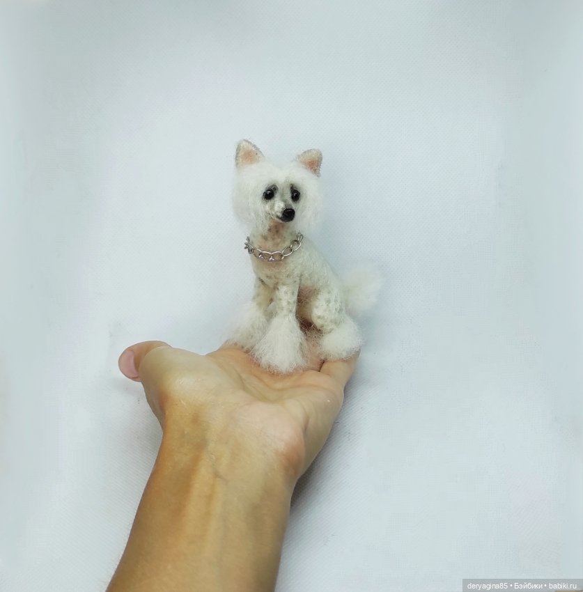 Китайская хохлатая собачка (фото 5)