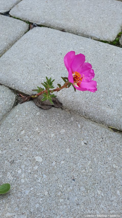 Запах осени — Болталка и разговоры обо всем: жизнь