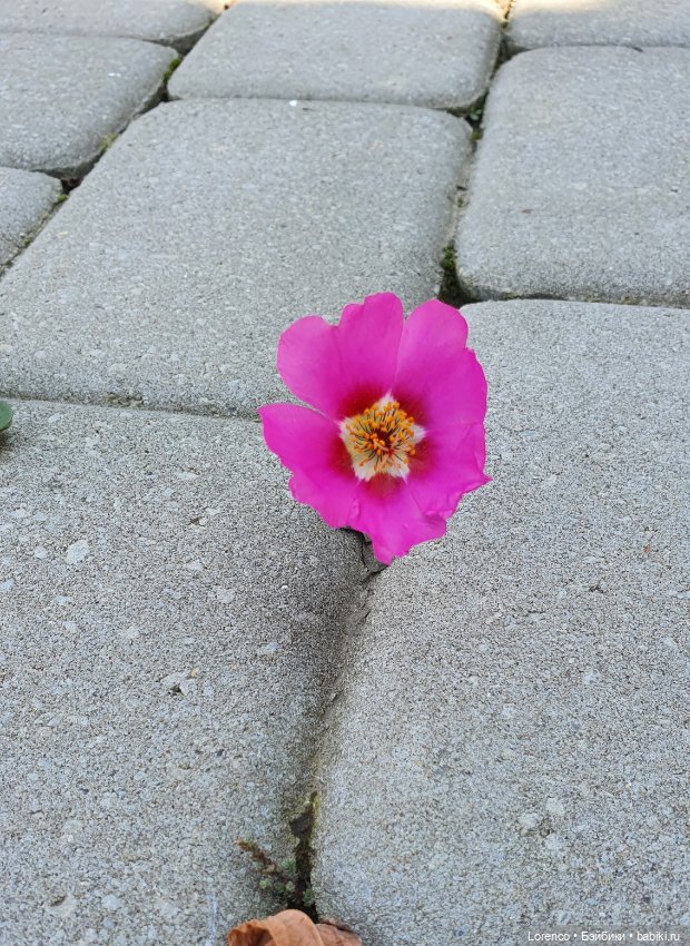 Стремление к жизни — Болталка и разговоры обо всем: жизнь