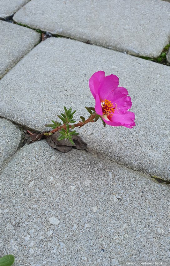 Стремление к жизни — Болталка и разговоры обо всем: жизнь (фото 2)