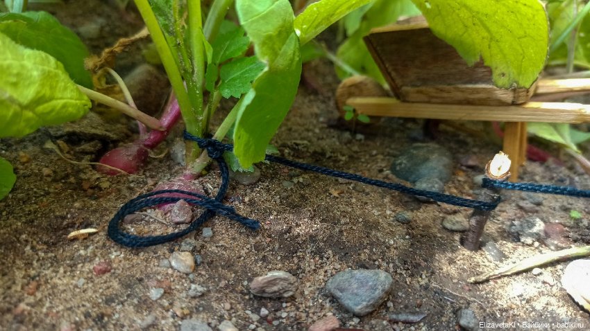 Собираем урожай редиски. Realpuki. 129 (фото 9)