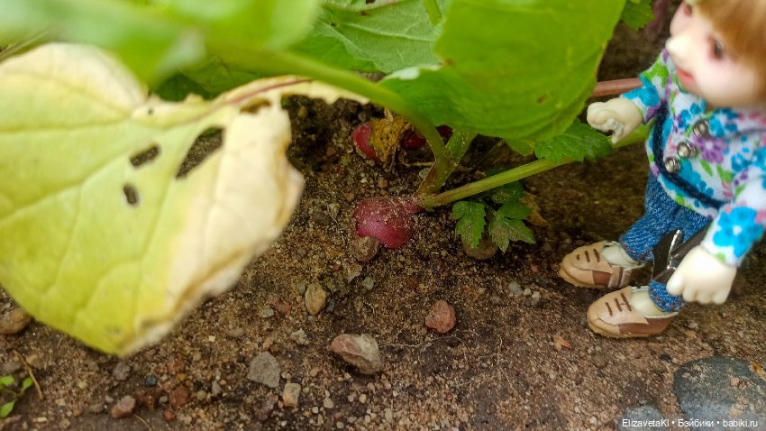 Собираем урожай редиски. Realpuki. 129 (фото 7)