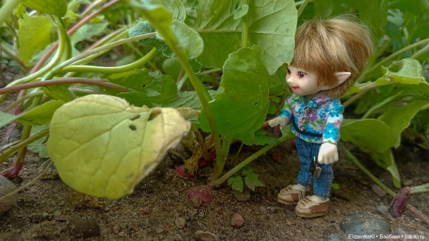 Собираем урожай редиски. Realpuki. 129 (фото 6)