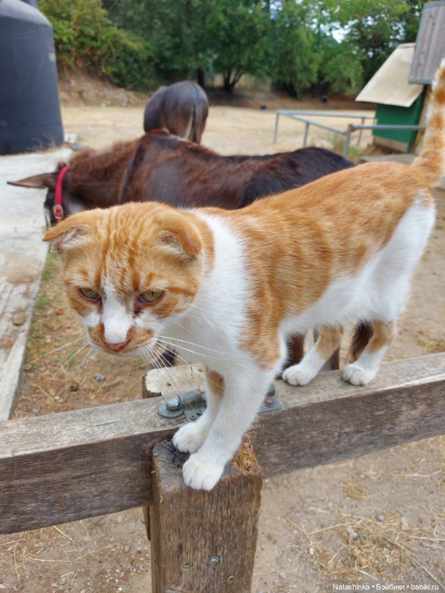 Fashion Dolls 250 — Куклы Звезды подиума (Angel Collection): шарнирные