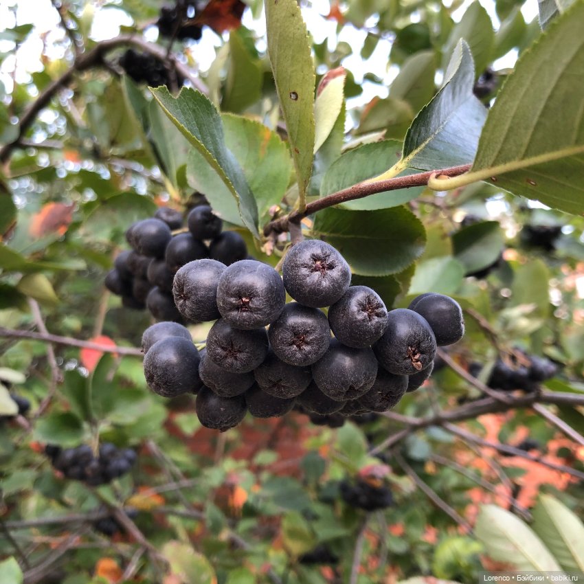 Гамлет Вачикович — Интересные игрушки и фигурки (разное): редкие