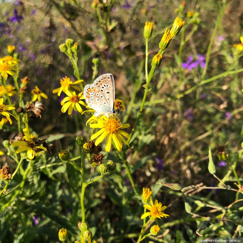 Гамлет Вачикович — Интересные игрушки и фигурки (разное): редкие