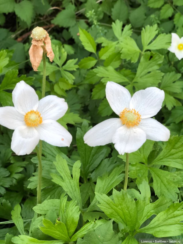 Гамлет Вачикович — Интересные игрушки и фигурки (разное): редкие