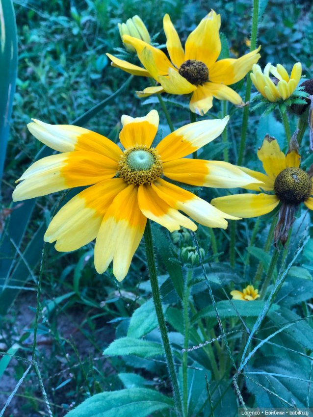 Гамлет Вачикович — Интересные игрушки и фигурки (разное): редкие