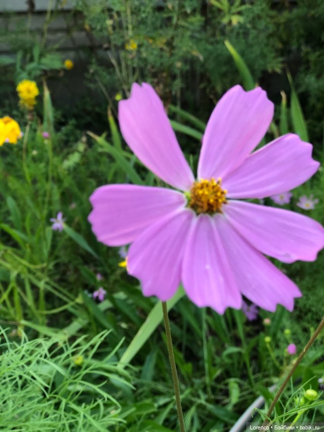 Гамлет Вачикович — Интересные игрушки и фигурки (разное): редкие