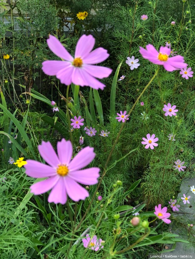 Гамлет Вачикович — Интересные игрушки и фигурки (разное): редкие