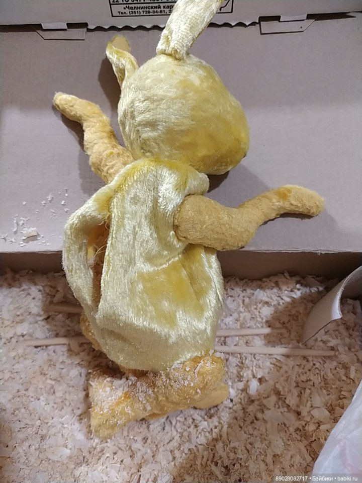 Знакомьтесь: заяц с фамилией