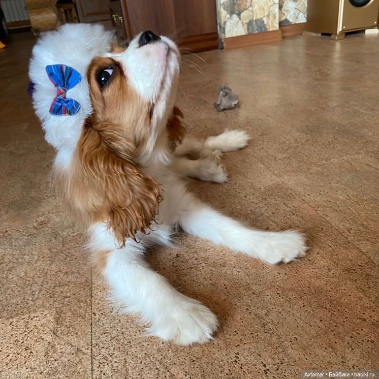 Кукольные аксессуары не только для кукол (фото 9)