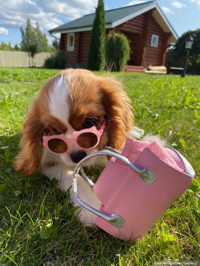 Кукольные аксессуары не только для кукол (фото 6)