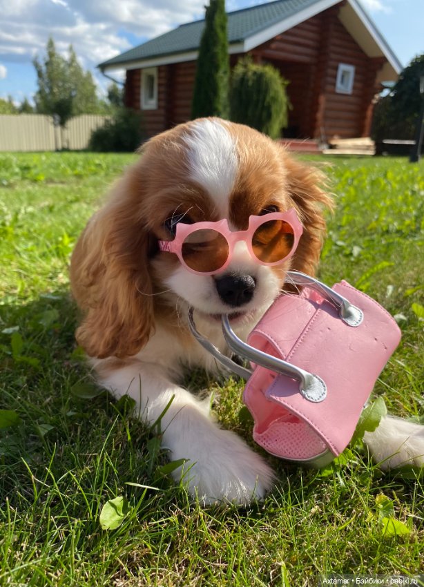 Кукольные аксессуары не только для кукол (фото 7)