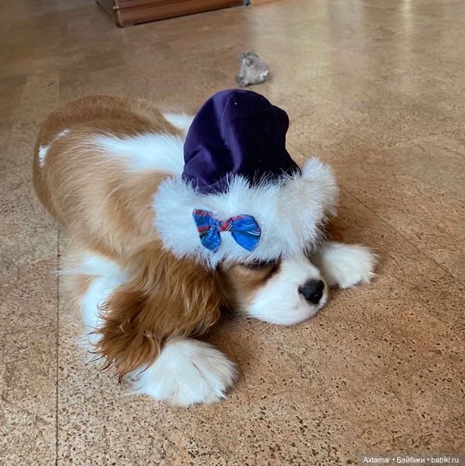 Кукольные аксессуары не только для кукол (фото 8)