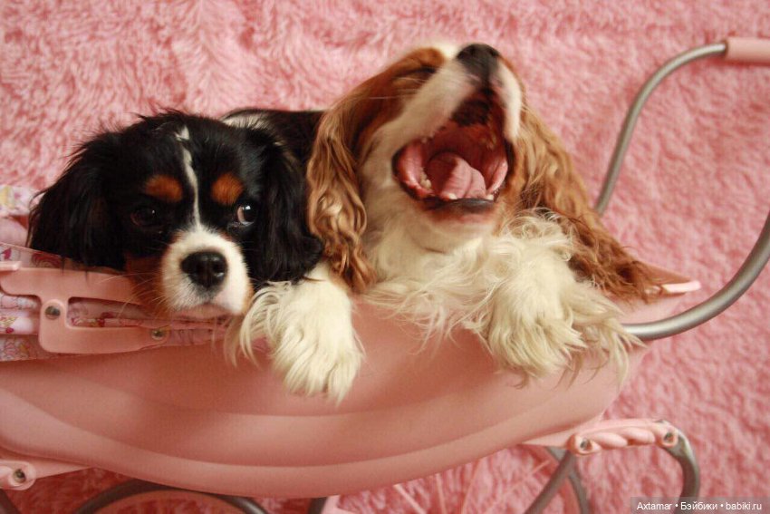 Кукольные аксессуары не только для кукол (фото 10)