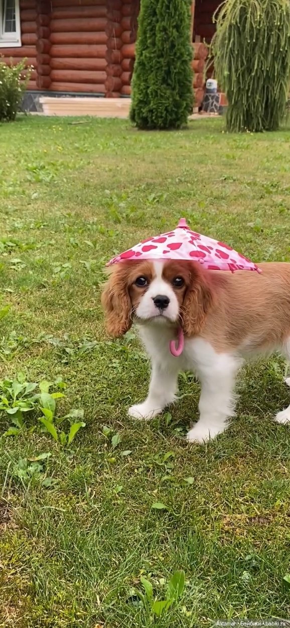 Кукольные аксессуары не только для кукол