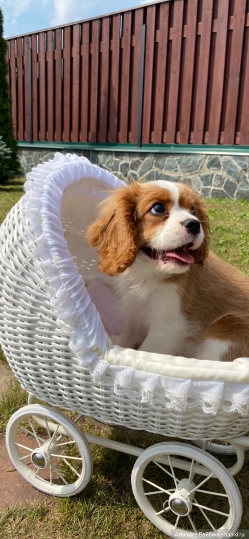 Кукольные аксессуары не только для кукол (фото 2)