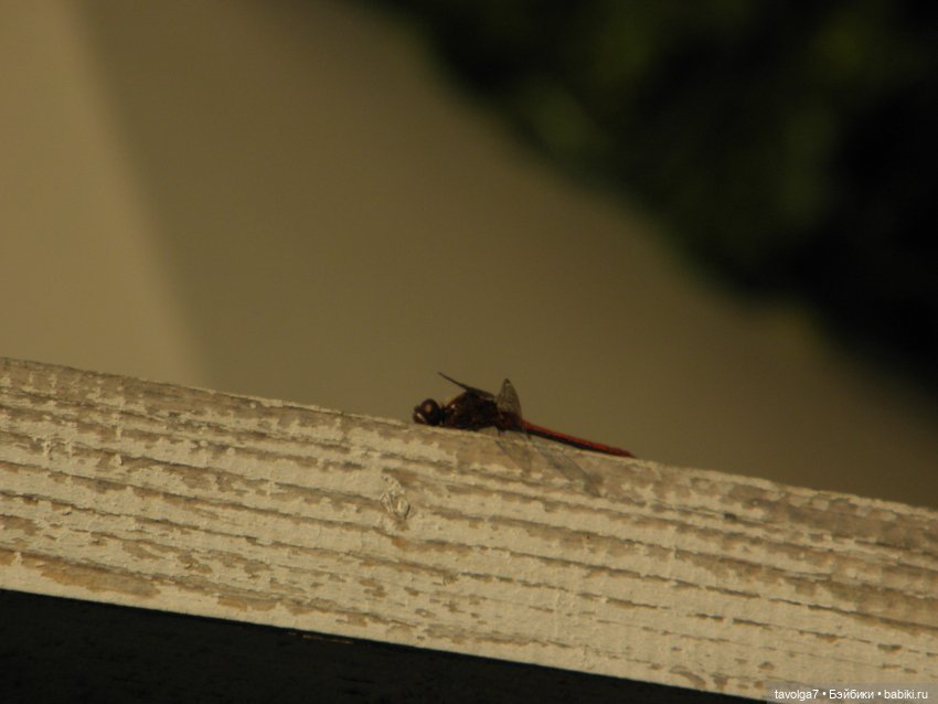 Последний летний закат — Игровые куклы разных производителей (Разное): редкие бренды (фото 3)