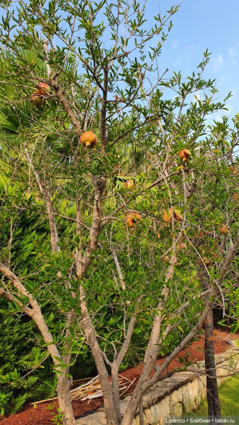 Турецкие каникулы. Часть 2 (фото 9)