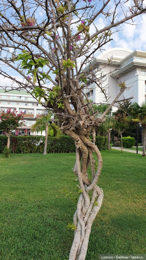 Турецкие каникулы. Часть 2 (фото 7)